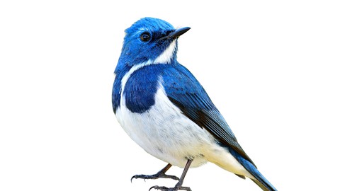 AIによる画像分類を学ぼう！【PyTorch+Colab】-CNNの基礎からTransformerの応用まで-